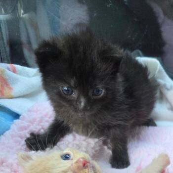 Royce -  Domestic Short Hair Cat for Adoption in Newport News, Virginia - Royce | PetCurious