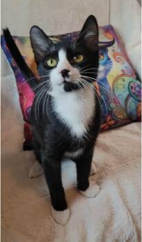 Rescue Domestic Short Hair Cats for Adoption in Litchfield Park, Arizona - Tex | PetCurious