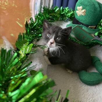 Domestic Short Hair Cats Available for Adoption in Long Beach, California - FEYRE | PetCurious