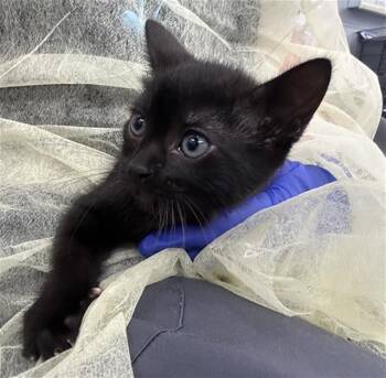 Domestic Short Hair Cats Available for Adoption in Dallas, Texas - BELLE | PetCurious