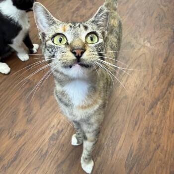 Rescue Torbie Cats for Adoption in Howes Cave, New York - Felicity | PetCurious