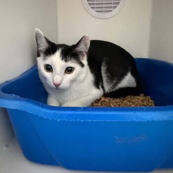 Celestial -  American Shorthair Cat for Adoption in Bethel, Connecticut - Celestial | PetCurious