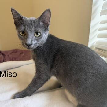 Miso -  Domestic Short Hair Cat for Adoption in Beaufort, South Carolina - Miso | PetCurious