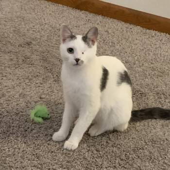 Domestic Short Hair Cats Available for Adoption - Aurora | PetCurious