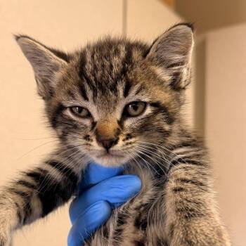 Domestic Short Hair Cats Available for Adoption in San Antonio, Texas - Maryl | PetCurious