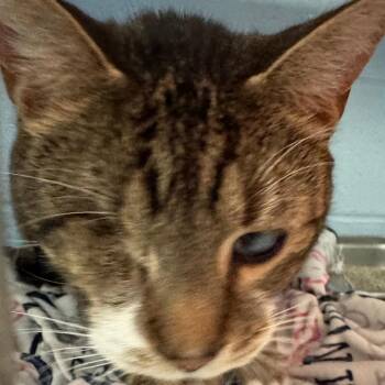 Cutie -  Domestic Short Hair Cat for Adoption in Lakewood, Colorado - Cutie | PetCurious