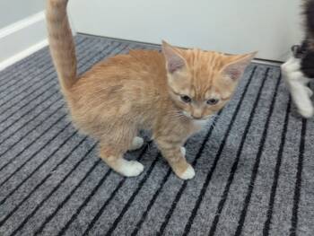 Rescue Domestic Short Hair Cats for Adoption in Plymouth, Michigan - Peaches | PetCurious