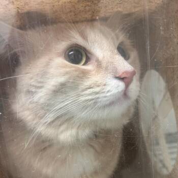 Domestic Short Hair Cats Available for Adoption in Philadelphia, Pennsylvania - Honey Bunny | PetCurious