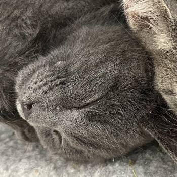 Rescue Domestic Short Hair Cats for Adoption in Lake Geneva, Wisconsin - Chive | PetCurious