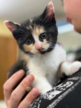 Domestic Short Hair Cats Available for Adoption in Syracuse, Indiana - Amethyst | PetCurious
