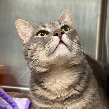 Monty -  Domestic Short Hair Cat for Adoption in Sunrise, Florida - Monty | PetCurious
