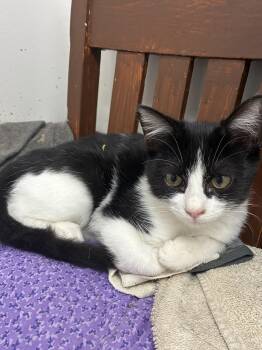 Theodore -  Domestic Short Hair Cat for Adoption in Danville, Vermont - Theodore | PetCurious