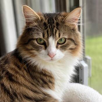 Teddy -  Domestic Long Hair Cat for Adoption in Huntsville, Alabama - Teddy | PetCurious