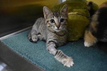 Pigeon -  Domestic Short Hair Cat for Adoption in Kansas City, Missouri - Pigeon | PetCurious