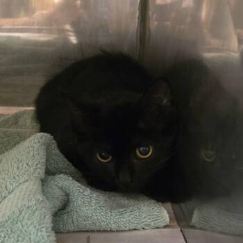 Panther -  Domestic Short Hair Cat for Adoption in Waldorf, Maryland - Panther | PetCurious