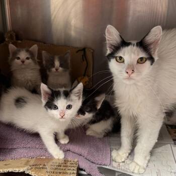 Dash -  Domestic Medium Hair Cat Available for Adoption in Los Angeles, California - Dash | PetCurious
