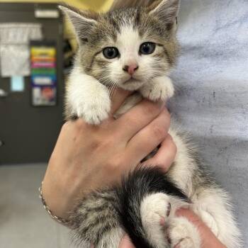Ray -  Domestic Short Hair Cat for Adoption in Dover, New Hampshire - Ray | PetCurious