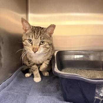 Domestic Short Hair Cats Available for Adoption in Indianapolis, Indiana - Romeo | PetCurious