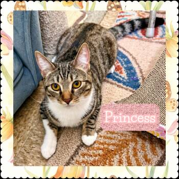 Princess -  Domestic Long Hair Cat for Adoption in Walnut, California - Princess | PetCurious