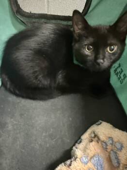 Rescue Domestic Short Hair Cats for Adoption in Topeka, Kansas - Chester | PetCurious