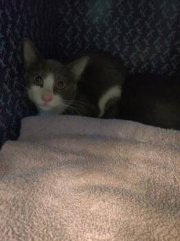 Justice -  Domestic Medium Hair Cat for Adoption in Richmond, Virginia - Justice | PetCurious
