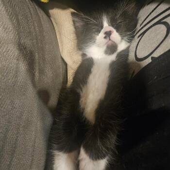Silas -  Domestic Short Hair Cat for Adoption in Los Angeles, California - Silas | PetCurious