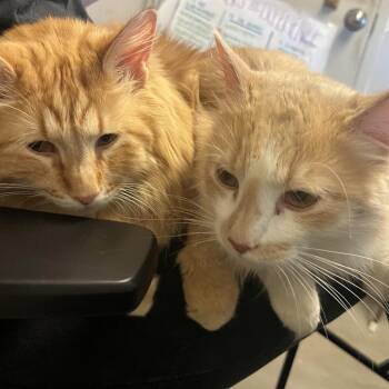 Domestic Long Hair Cats Available for Adoption in Murray, Utah - Julius | PetCurious