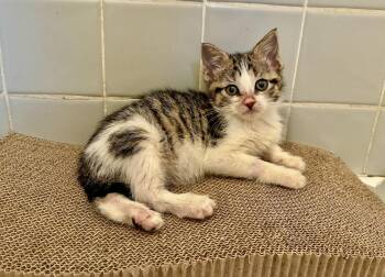 Tabby Cats Available for Adoption in River Edge, New Jersey - Lina | PetCurious