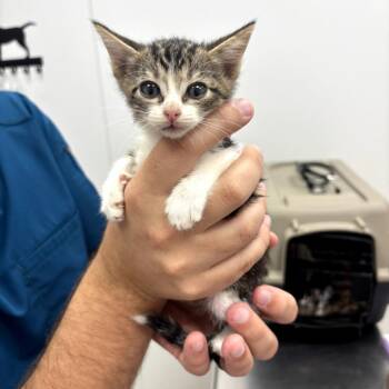 Saki -  Domestic Short Hair Cat for Adoption in Midland, Texas - Saki | PetCurious