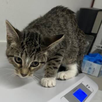 Tiffany Lane -  Domestic Medium Hair Cat for Adoption in St. Louis, Missouri - Tiffany Lane | PetCurious