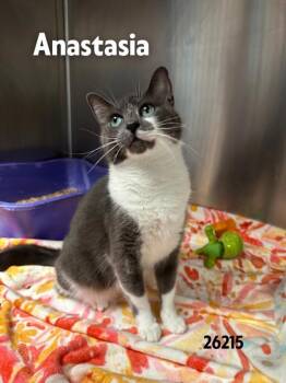 Rescue Domestic Medium Hair Cats for Adoption in Oak Ridge, Tennessee - Anastasia | PetCurious