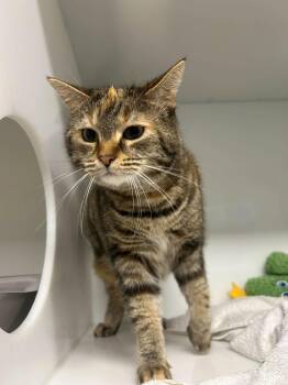 NELLY -  Domestic Short Hair Cat for Adoption in Delson, Quebec - NELLY | PetCurious