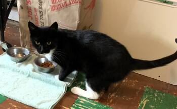 Rescue Domestic Short Hair Cats for Adoption - Morticia | PetCurious