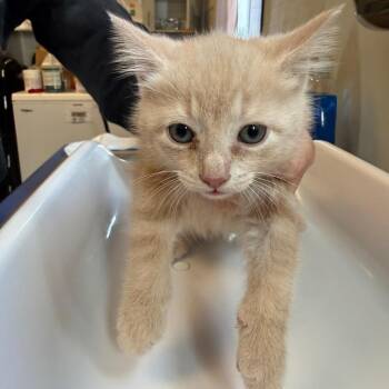 Ginger Bread -  Domestic Medium Hair Cat for Adoption in Morristown, Vermont - Ginger Bread | PetCurious