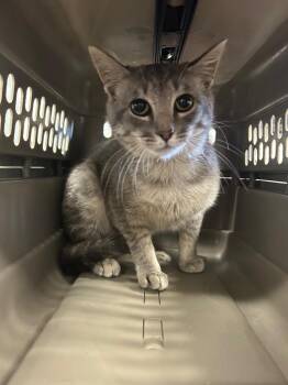 Domestic Short Hair Cats Available for Adoption in Thousand Oaks, California - Grimace | PetCurious