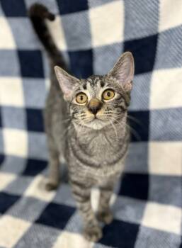 Rescue Domestic Short Hair Cats for Adoption in Corpus Christi, Texas - Bingo | PetCurious