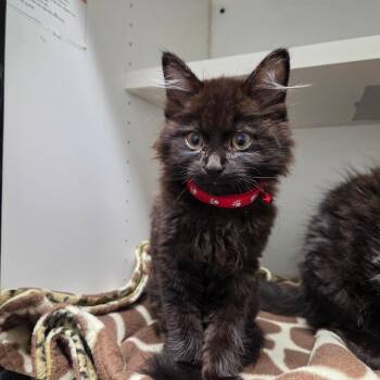 Amber -  Domestic Medium Hair Cat for Adoption in North Battleford, Saskatchewan - Amber | PetCurious