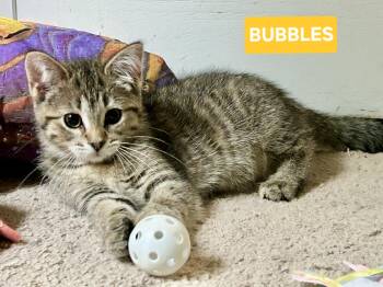 Bubbles (sisters are Fizz and Spritz) -  Tabby Cat for Adoption in Brighton, Michigan - Bubbles (sisters Are Fizz And Spritz) | PetCurious