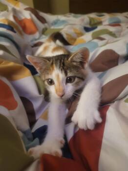 Rescue Domestic Short Hair Cats for Adoption in Arnold, Missouri - Everything  Bagel | PetCurious