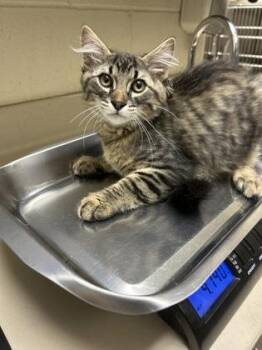 HDMI Cable -  Domestic Medium Hair Cat for Adoption in Wichita, Kansas - HDMI Cable | PetCurious