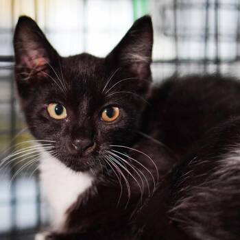 Muffin -  Domestic Short Hair Cat for Adoption in Los Angeles, California - Muffin | PetCurious