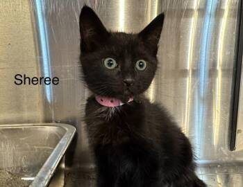 Sheree -  Domestic Short Hair Cat for Adoption in St. George, Utah - Sheree | PetCurious