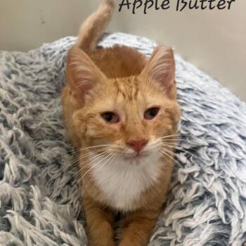 Apple Butter -  Domestic Short Hair Cat for Adoption in Waldorf, Maryland - Apple Butter | PetCurious