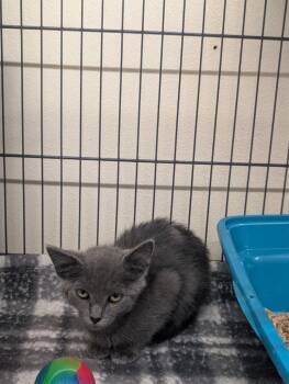 Winston -  Domestic Short Hair Cat for Adoption in Plymouth, Connecticut - Winston | PetCurious