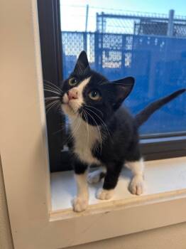 Rescue Domestic Short Hair Cats for Adoption in Minot, North Dakota - Leonardo | PetCurious