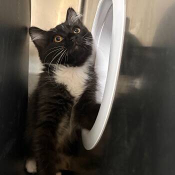 Domino -  Domestic Short Hair Cat for Adoption in Spokane, Washington - Domino | PetCurious