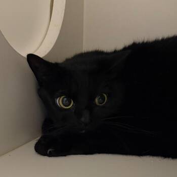Frankie -  Domestic Short Hair Cat for Adoption in Winston-salem, North Carolina - Frankie | PetCurious