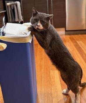 Rescue Domestic Short Hair Cats for Adoption in New York, New York - Mountain | PetCurious