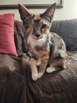 Wink -  Calico Cat for Adoption in Beverly Hills, California - Wink | PetCurious