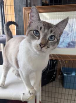 Siamese and Domestic Short Hair Cats Available for Adoption - Arthur | PetCurious